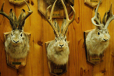 貴重★ ジャッカロープ剥製壁掛け　ウサギ　鹿 undercover 貴重☆ ジャッカロープ剥製壁掛け ウサギ 鹿 undercover - メルカリ